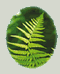 Fern leave image