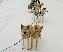Dog sledding