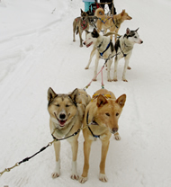 Happy Dog Sledding