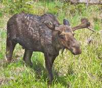 Moose in Algonquin Park