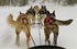 Dog sledding