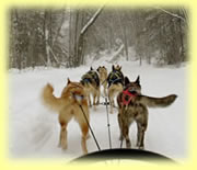 Dog sledding fun