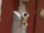 Hummingbird closeup