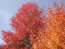 Brilliant Fall Colour