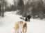 Dog sledding
