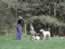 Playing with the dogs