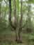 Expansive tree