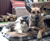 Saba and Titu