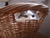 Titu in a basket