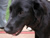Missy closeup