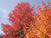 Fall colour 2008