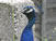 Peacock from Screaming Head