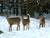 Deers