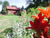 Tiger Lily